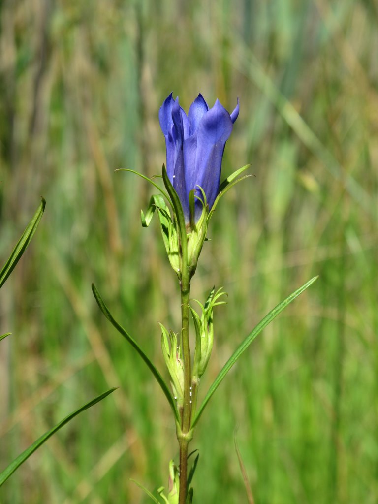 Gentiana pneumonanthe
